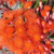 Corymbia Dwarf Orange.  Grafted Flowering Gum Dwarf Orange.  Corymbia ficifolia.