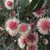 Pincushion Hakea Hakea laurina