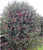 Pincushion Hakea Hakea laurina