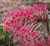 Grevillea Cupids Dream