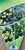 Cotton Heads Conostylis Gnangarra