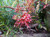 Grevillea thelemanniana Mini Marvel