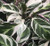 Calathea leitzei Fusion White