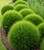Greenwave Casuarina glauca Australian NATIVE