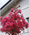 Lagerstroemia Miami Pink.  Crepe Myrtle Miami Pink.