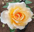 Rose Just Joey