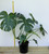 Monstera Deliciosa 200 mm pot - no totem