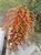 Grevillea Amber Blaze NATIVE