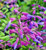 Salvia semiatrata