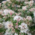 Spiraea Pink Ice. Variegated May Bush