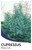 Blue Ice Cupressus Glabra