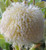Possum Banksia Banksia baueri