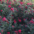 Grevillea Poorinda Rondeau