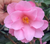Camellia Pink Bounty