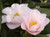 Camellia Magnoliaeflora