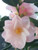 Camellia Magnoliaeflora