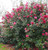 Camellia Tamzin Coull