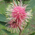 Stockdale Sensation Hakea laurina NATIVE