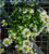 Fan Flower Scaevola Surdiva White