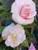 Camellia Playmate JAPONICA