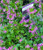 Fan Flower Scaevola Surdiva Fashion Pink NATIVE