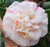 Camellia Aspasia Macarthur JAPONICA