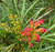 Grevillea Firesprite