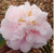 camellia c.m. wilson japonica
camellia cm wilson japonica