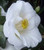 Camellia Frost Queen JAPONICA