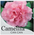Camellia japonica Can Can