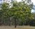 Golden Bouquet Tree Deplanchea tetraphylla NATIVE