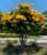 Crown of Gold Tree Barklya syringifolia NATIVE
