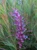 Grevillea Purple Haze GRAFTED Australian NATIVE