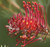 Grevillea Red Ripper