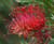 Grevillea Red Ripper