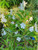 Brunfelsia white caps