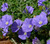 Evolvulus Pilosus Blue For You prefers full sun
