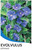 Evolvulus Pilosus Blue For You.  Plant tag - front.