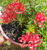 Grevillea Simply Stunning NATIVE