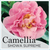 Camellia Showa Supreme