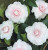 Camellia Mignonne SASANQUA