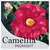 Camellia Midnight JAPONICA