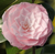 camellia donnan's dream japonica