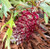 Grevillea Cherry Moon NATIVE