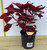 Ruby Slippers Coleus with striking burgundy foliage for sale in 140 mm pots.