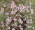 Leptospermum Joy NATIVE
