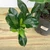 Glossy green leaves of Gardenia magnifica.