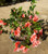 Azalea Nice Surprise photographed in the nursery at Princess Fancy-Plants in Chandler, Brisbane.