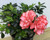 Azalea Nice Surprise displays a ruffled salmon-coloured flower with deeper edging.