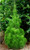 Daintree Pine Gymnostoma australianum. australian NATIVE